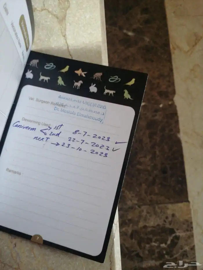 كلاب دوبرمان . دوبر مان 5