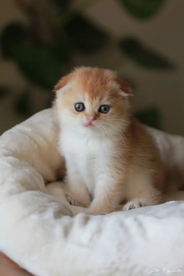 أنثى سكوتش دبل فولد قولد Ny12 3