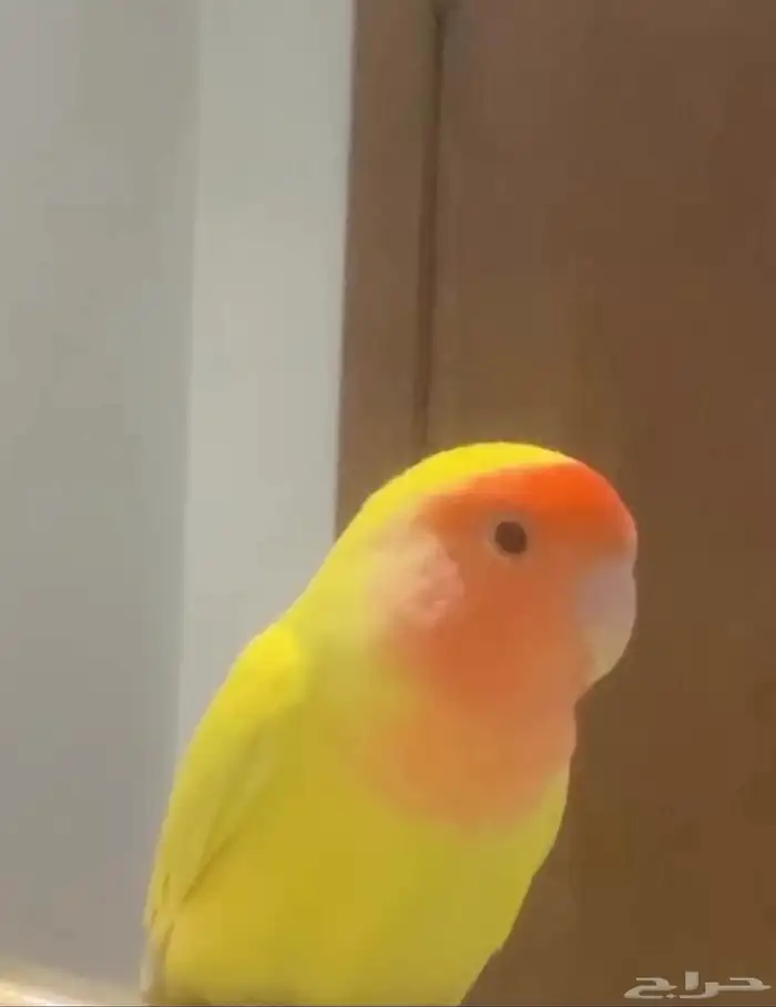 طير روز مفقود 0