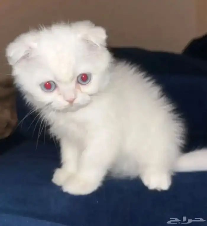 قط سكوتش فولد شيرازي 0