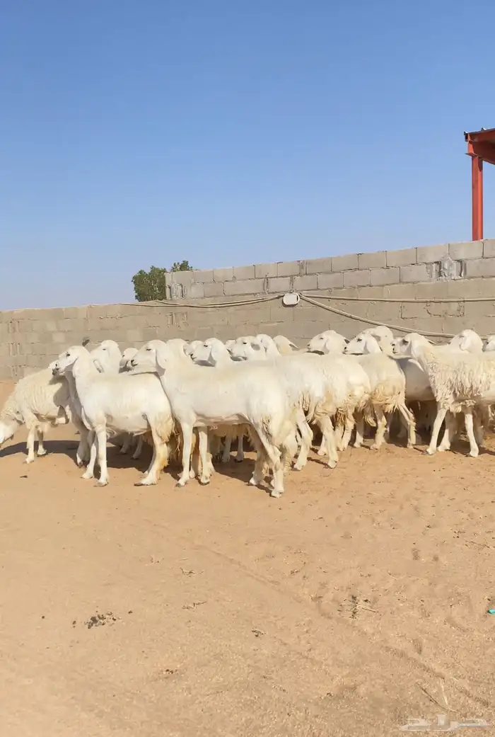 رخال حريات حرش مراح دفيع عددها 33 7