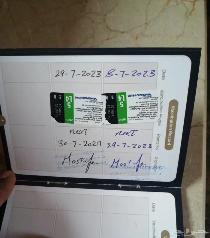 كلاب دوبرمان . دوبر مان 4