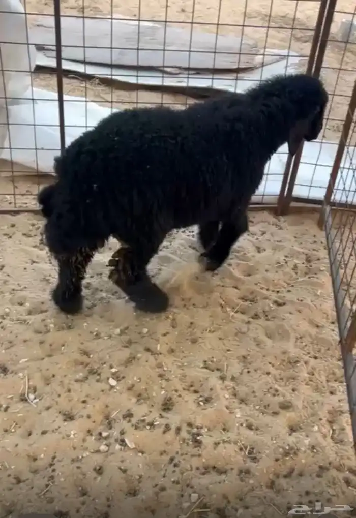 رخل رعب فل ظهر وطرف 0