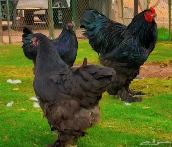 للبيع صيصان براهما الماني مستوى فاخر 8