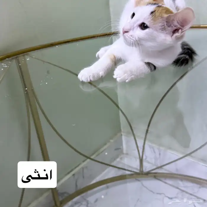 قطط للتبني 4