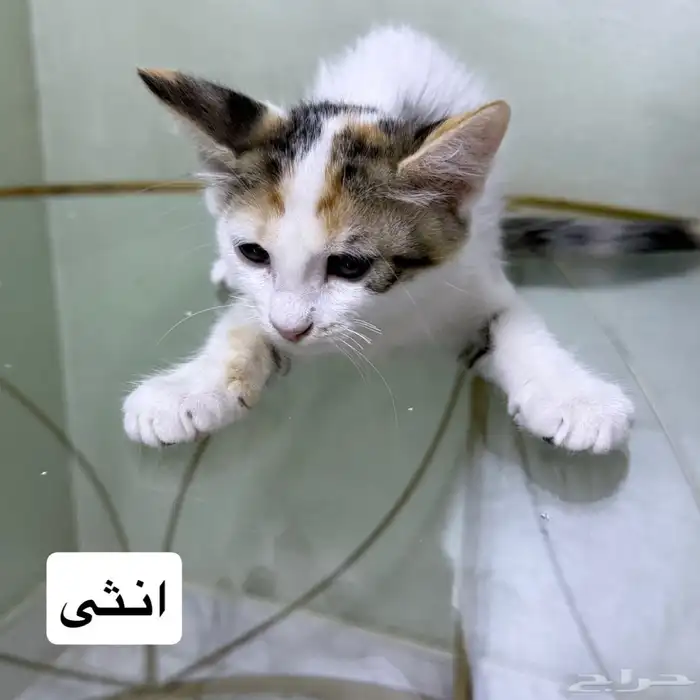 قطط للتبني 2