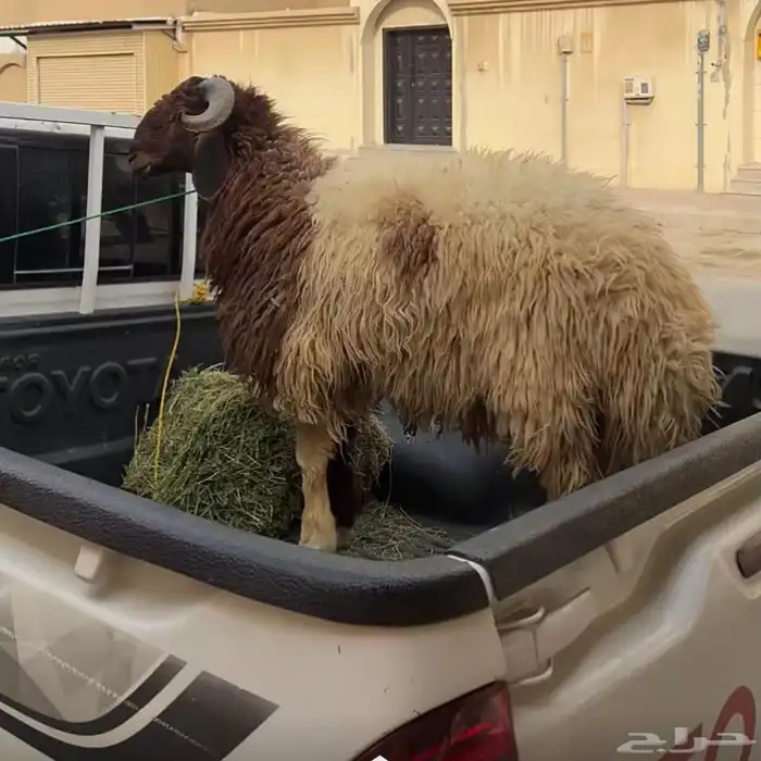 خروف جبر نعيمي للبيع 0