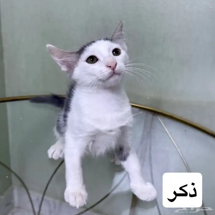 قطط للتبني 3