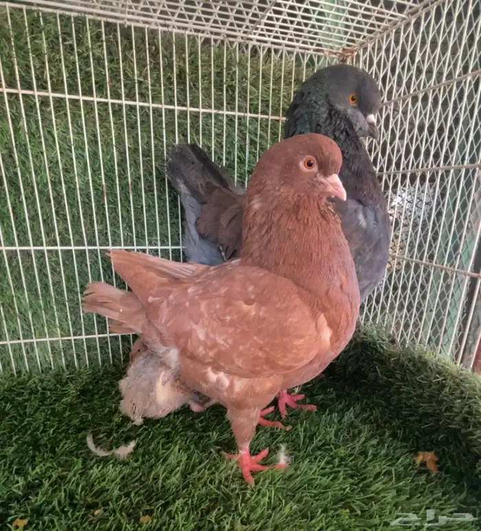 جوز كنق حجم كبير وانتاج 3