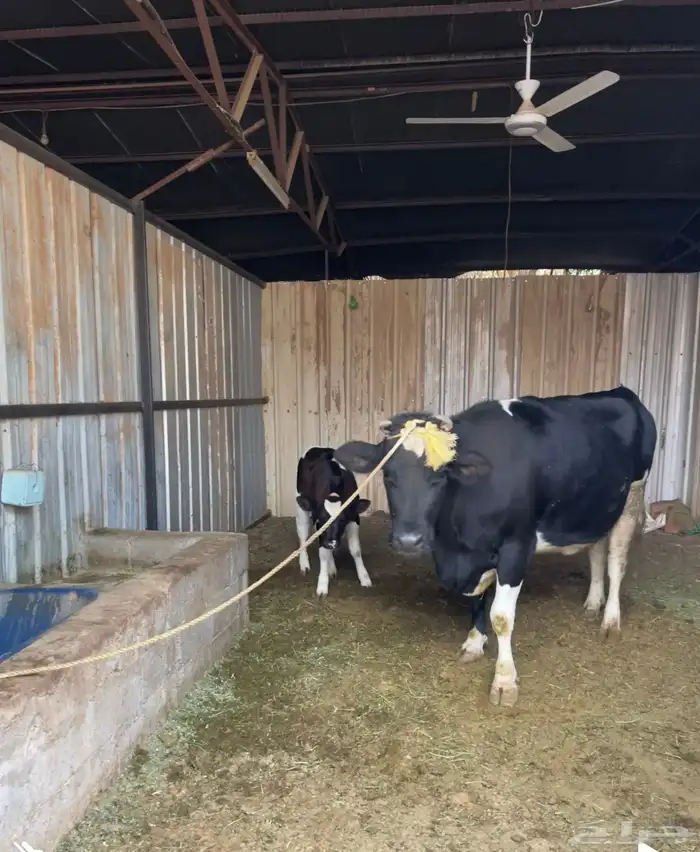 للبيع بقره 1