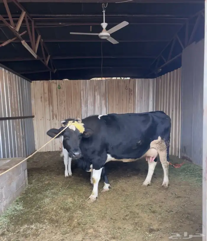 للبيع بقره 0