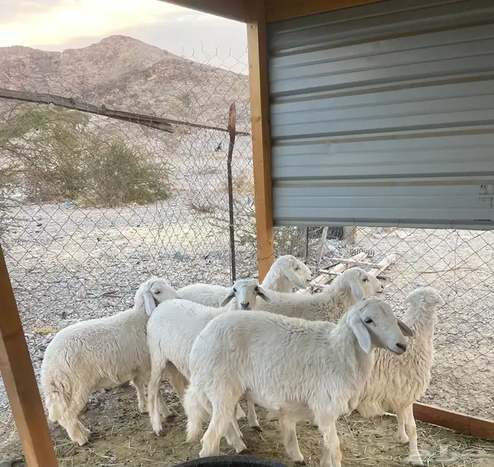 رخال وطليان للبيع 4