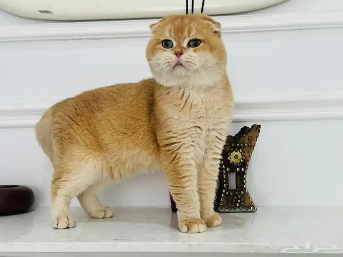 سكوتش فولد كتن 5