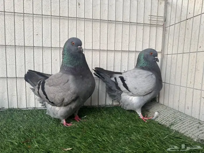 زوج كنق جامبومنتج للبيع 0