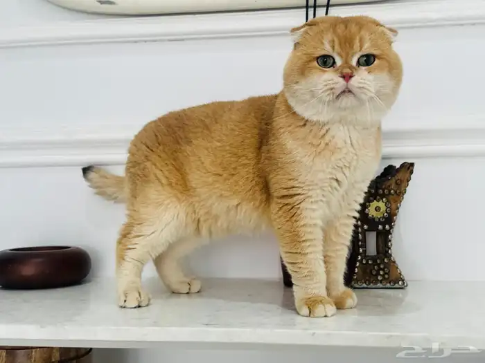 سكوتش فولد كتن 4