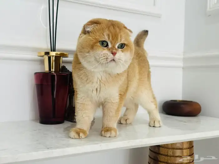 سكوتش فولد كتن 6