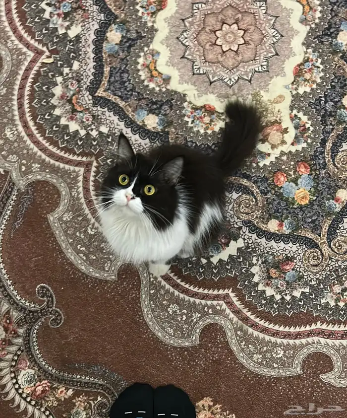 قطه للتزاوج 1