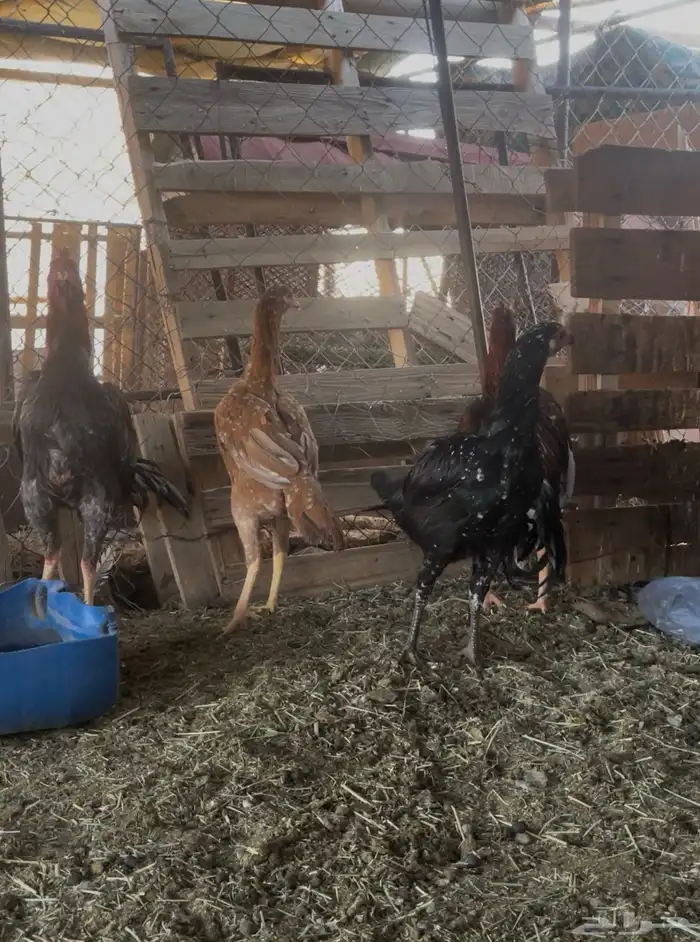 دجاج باكستاني 3