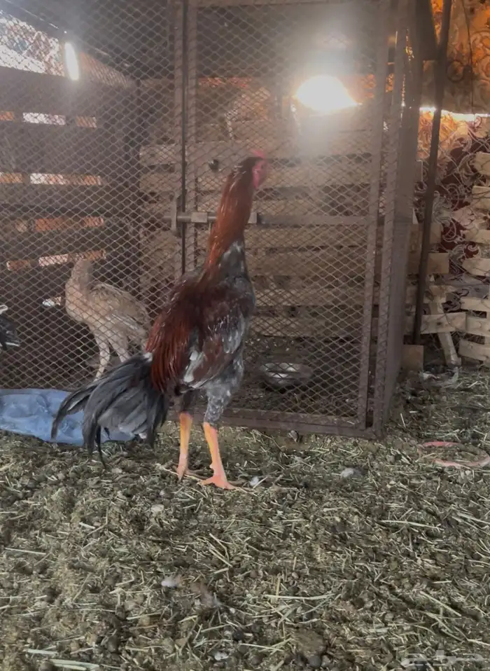 دجاج باكستاني 0