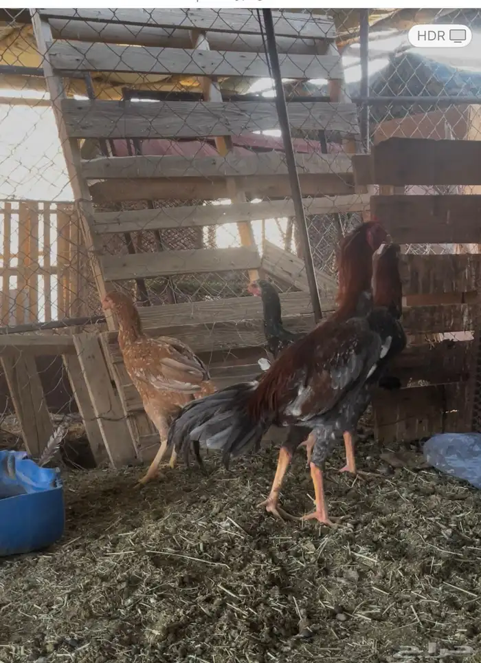 دجاج باكستاني 1