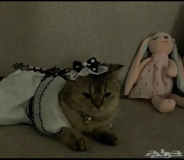 قطه سكوتش للتبني 1