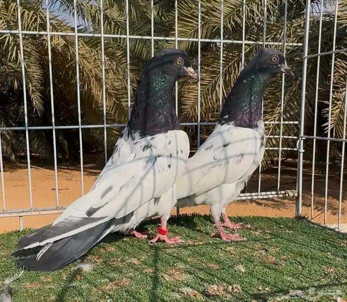 جوز حمام تيدي بيور مستوى بطل ماشاءالله 4