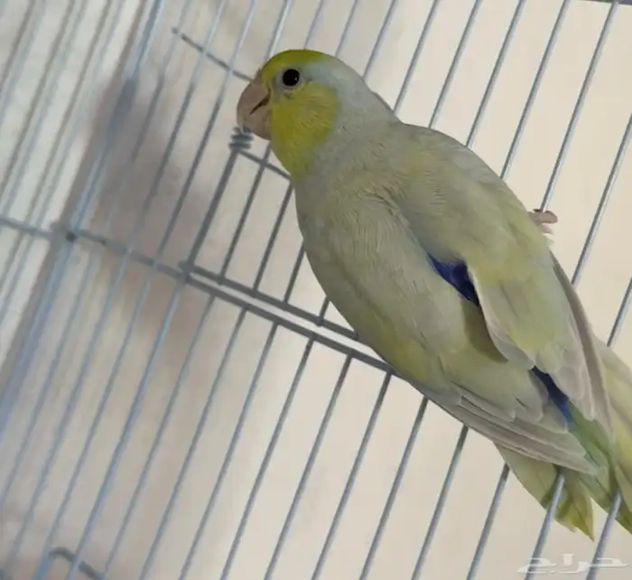 جوز بارتوليت طفره 5