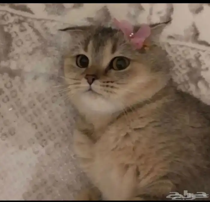 قطه سكوتش للتبني 2