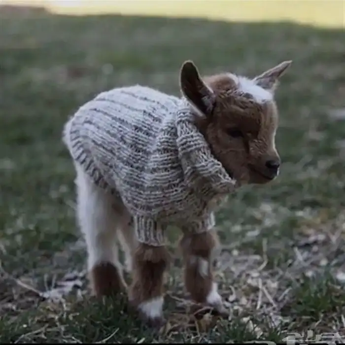 الماعز القزم 11