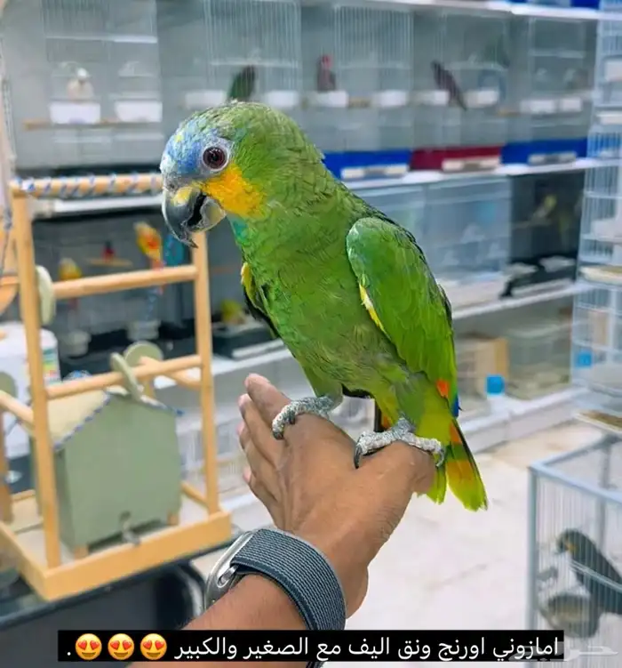 ببغاء أمازون اورنج وينق أليف 0