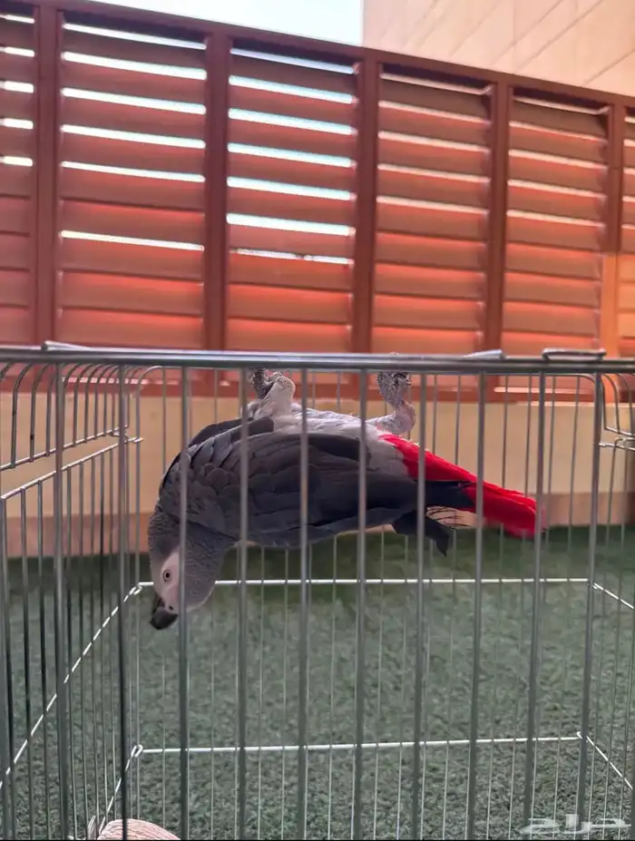 كاسكو متكلم بطلاقه عمره سنتين و3 شهور 2