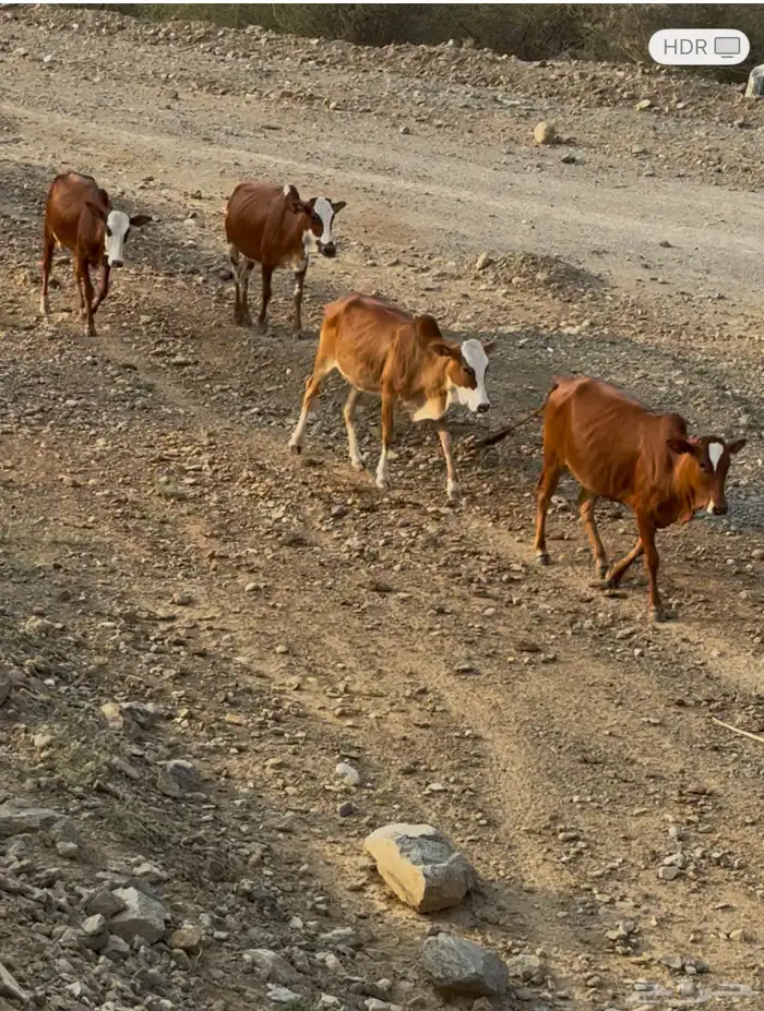 بقر بلدي منوة القناي 1