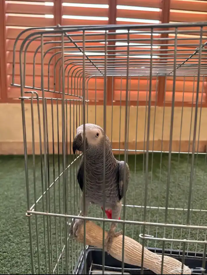 كاسكو متكلم بطلاقه عمره سنتين و3 شهور 1