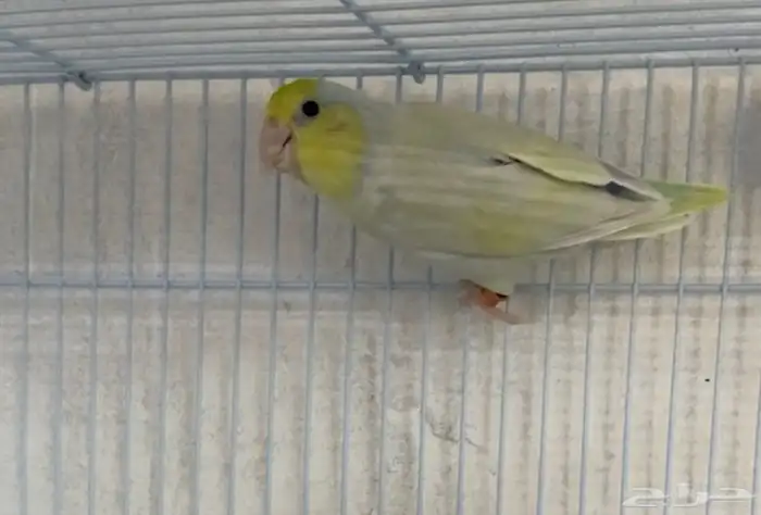 جوز بارتوليت طفره 2