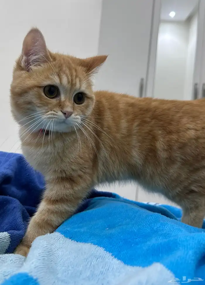 قط ذكر للتبني 2