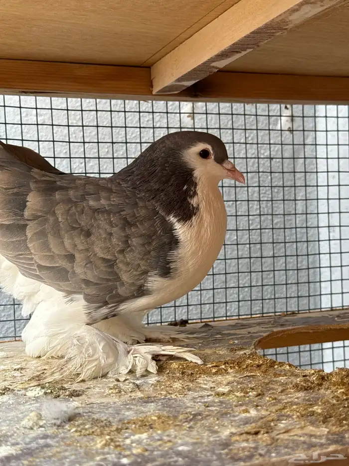 محكر حمام وقفص وحمام شرازي وكينق 5