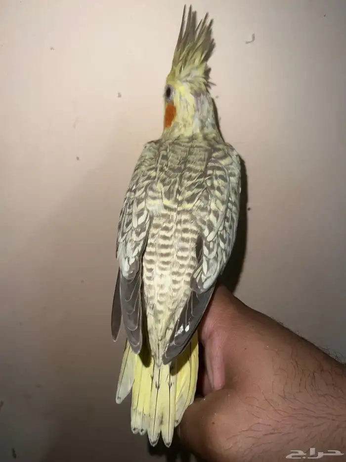 كروان بريل لاتينو 7