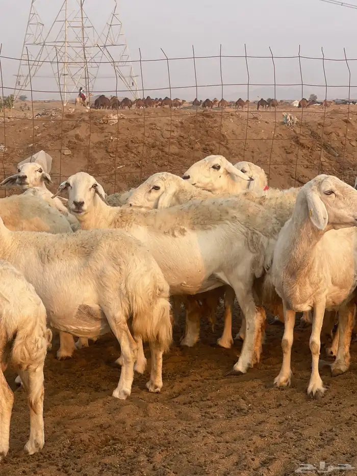 غنم حريات حرش مراح ولد ودفيع غنم كفووو ماشاءالله 0