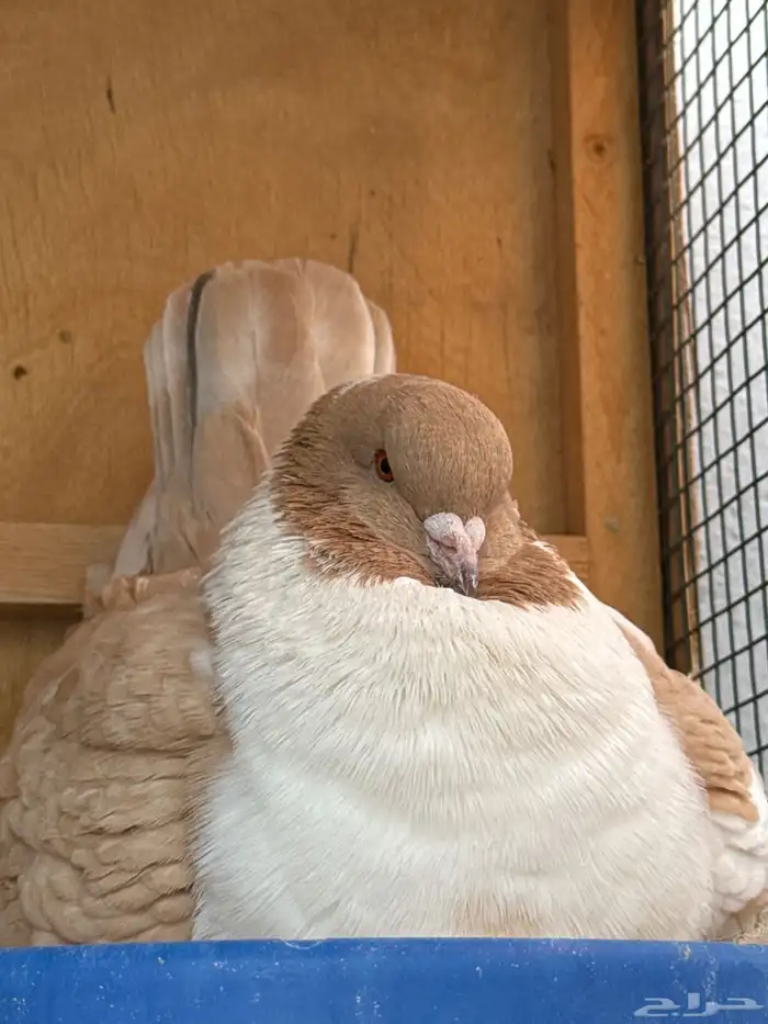 محكر حمام وقفص وحمام شرازي وكينق 6