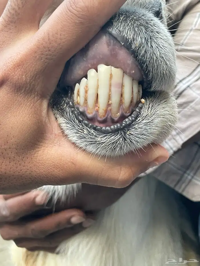 فحل حري السن 2