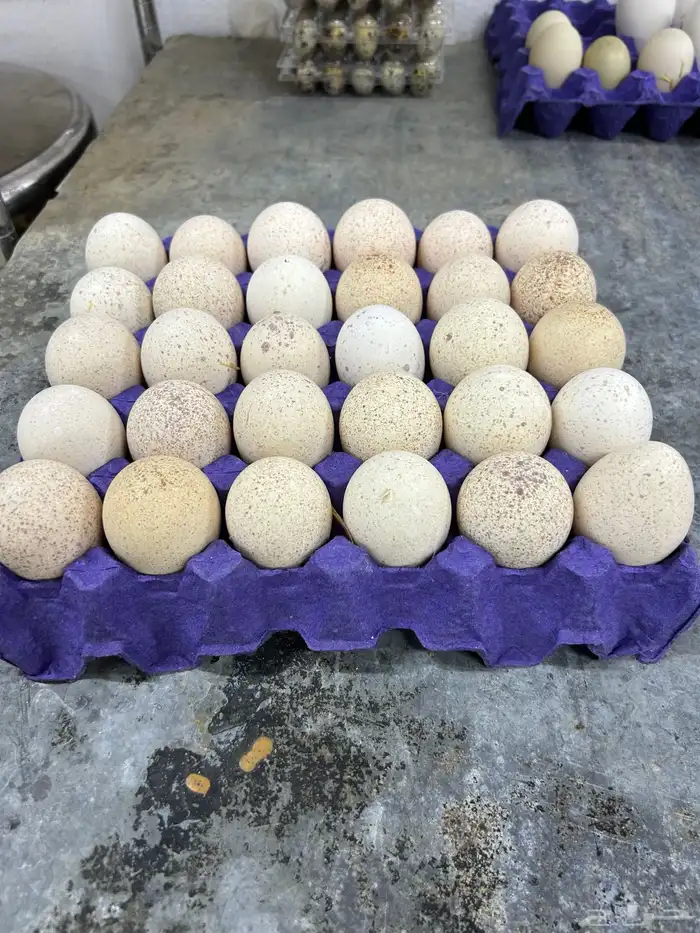 طبق بيض الدجاج الرومي وبيض الرز حبه 0