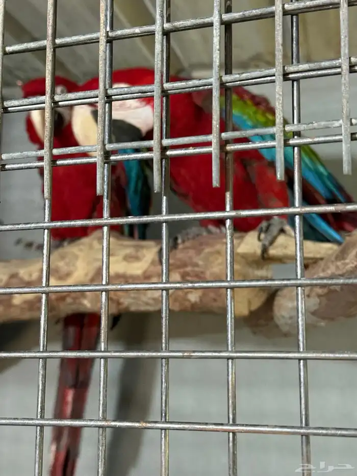 مكاو للبيع جاهز ومحلل 0