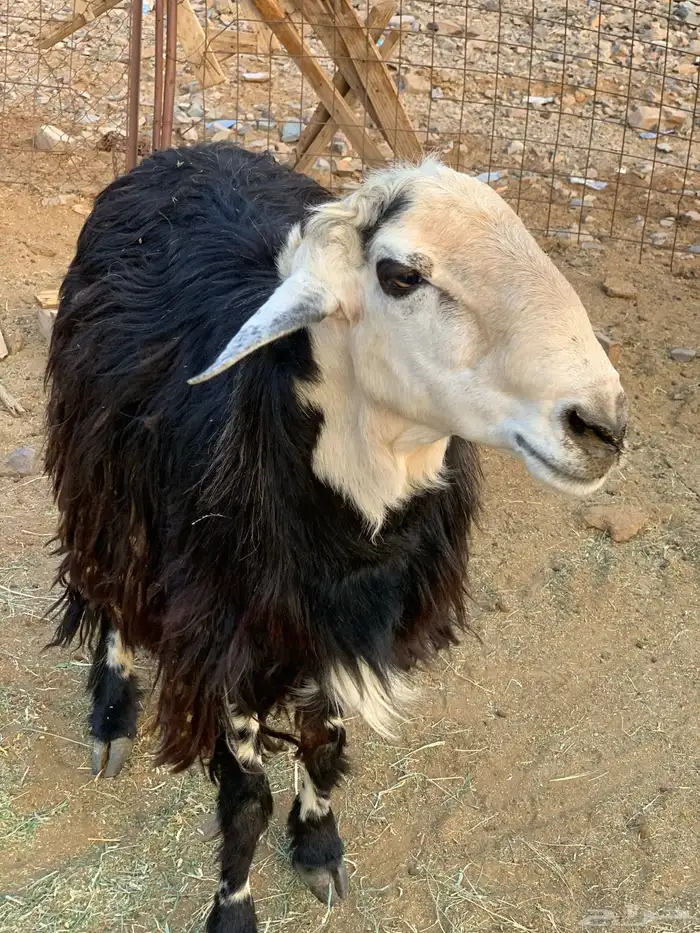 فحل نجدي للبيع 4