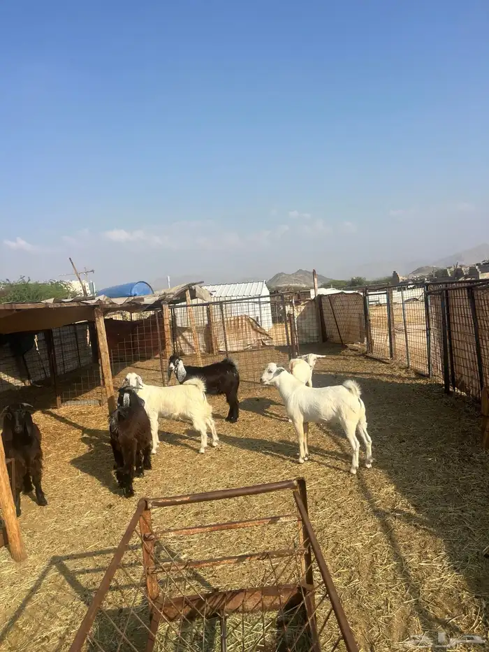 تيوس مخصاه ذبايح مع الذبح وتوصيل209تقيم إيجابي ولله الحمد 12