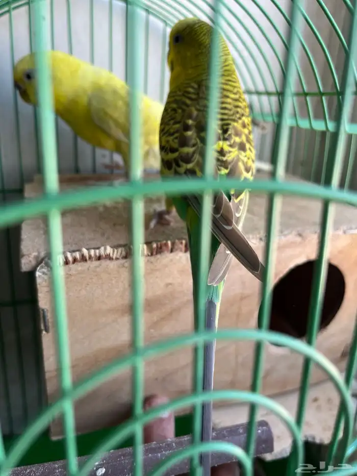 طيور الحب للبيع 1