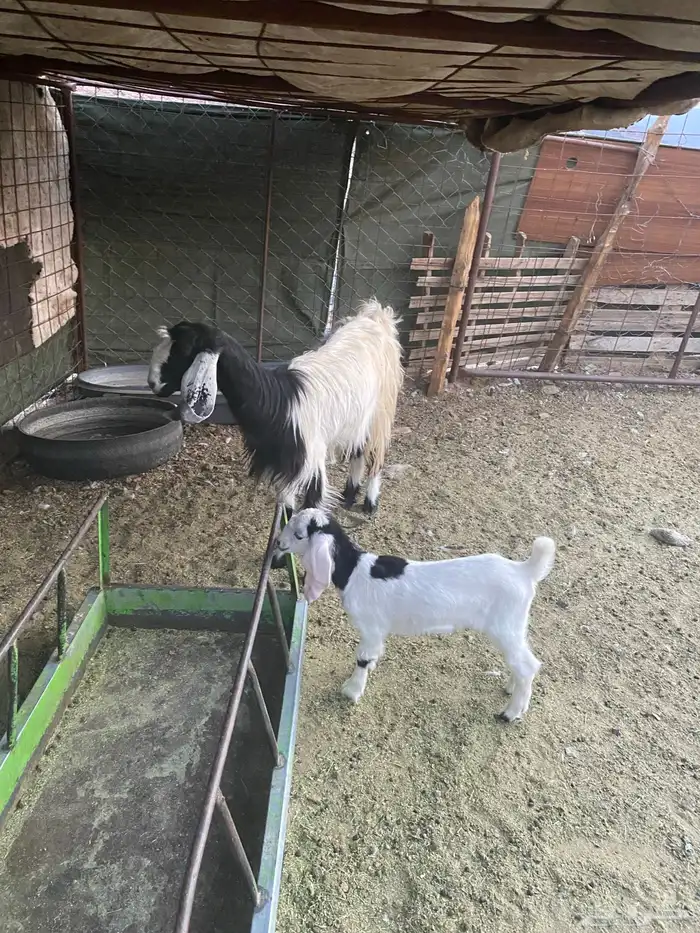 عنز والد وبنتها وعنز حواء 3