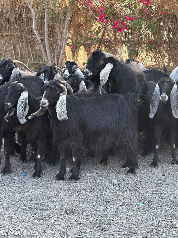 معزاء عوراض درجة أولى جروم ناهية 15