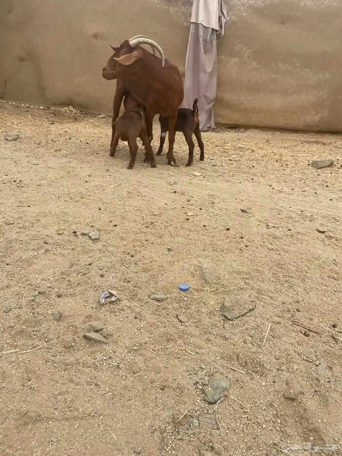 عنز محايليه متوم فاخره 4