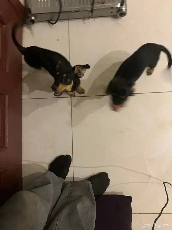 كلبين لعوبين صغار للبيع ب حقين بيت للتبني برسوم 25 مستعجلل 0