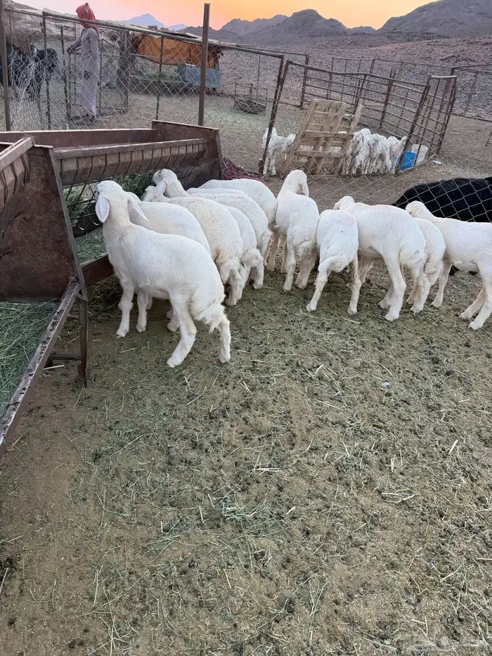 رخال حريات طيبه 0